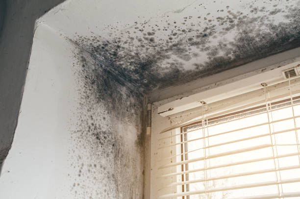Affordable Commercial Mold Remediation solutions in Darien, IL